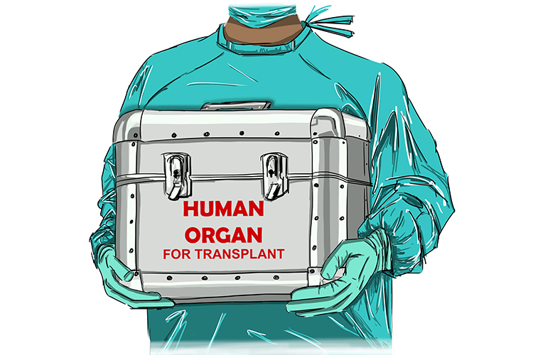 When kidney transplants take place the surgeon inserts the new kidney close to the bladder 